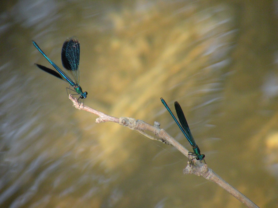 Calopteryx splendens